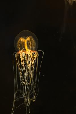 ex tiny jellyfish tendrils great detail.jpg