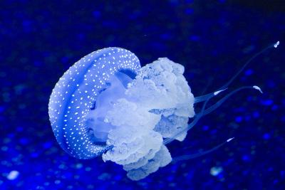 ex white spot australian jellyfish.jpg
