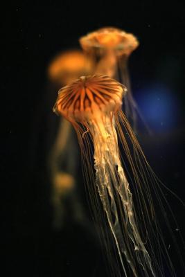 ex orange jellyfish in front of other jellyfish mod.jpg