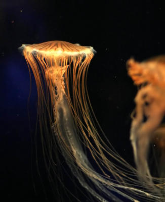 ex jellyfish long tenticles mod.jpg