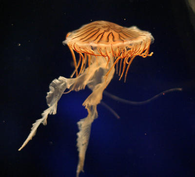 ex orangish jellyfish.jpg