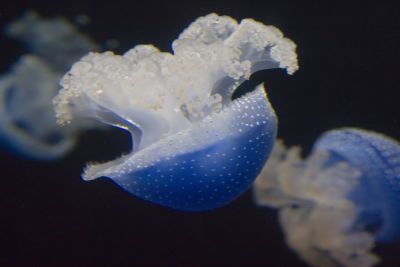 ex blue australian jellyfish_MG_8707.jpg