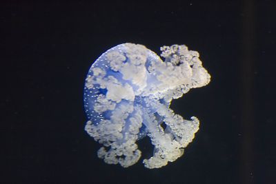 ex blue spotted australian jellyfish from below_MG_8705.jpg