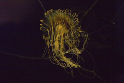 ex jellyfish tenticles_MG_8789.jpg