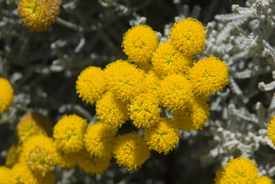 ex tiny yellow flowers_MG_8848.jpg