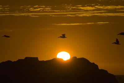 ex 4 pelicans setting sun bird rock_MG_9528-2.jpg