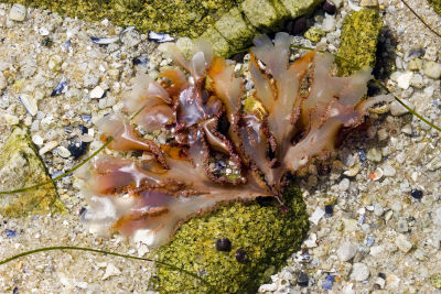 ex bit of pretty sea weed_MG_9046.jpg