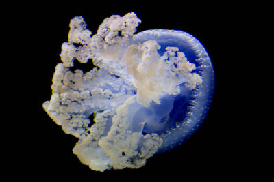 ex blue spotted australian jellyfish_MG_8702.jpg