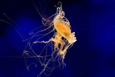 ex curled jellyfish_MG_9773.jpg
