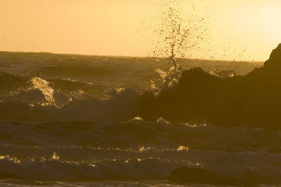 ex golden black wave spray rocks_MG_9498.jpg