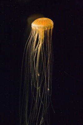 ex long jellyfish orange_MG_8795.jpg