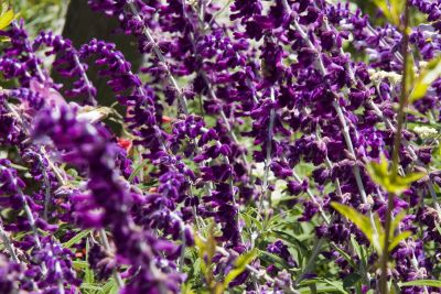 ex mass of long stalked purple flowers_MG_8851.jpg