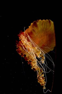ex orange jellyfish tentecle detail_MG_8679.jpg