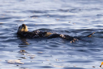 ex sea otter breaking shell on rock_MG_9451.jpg