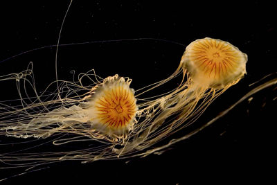 ex two long black sea nettle jellyfish_MG_8608.jpg