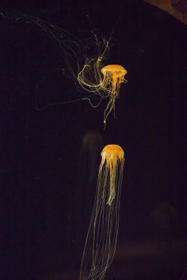 ex two long jellyfish_MG_8801.jpg