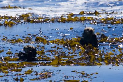 ex two sea otters blue ocean kelp_MG_8988.jpg