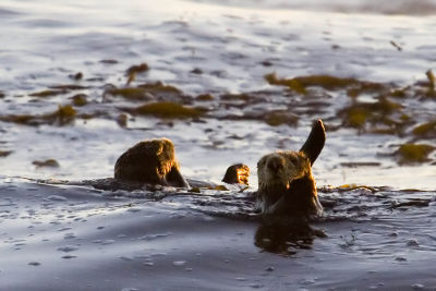 ex two sea otters in kelp sunset_MG_9512.jpg
