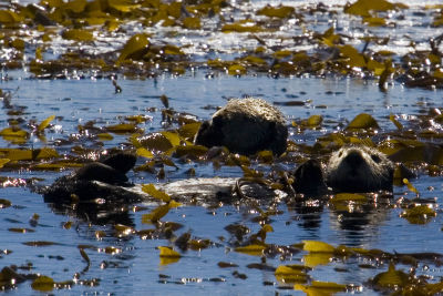 ex two sea otters kelp blue ocean white face_MG_8951.jpg