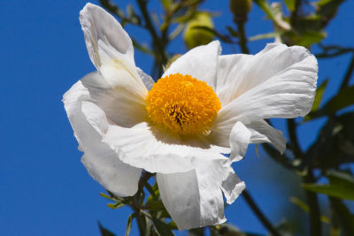 ex white flower orange center_MG_8861.jpg