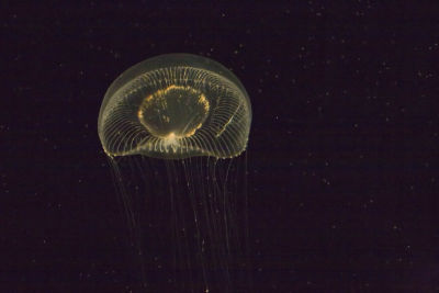 exi curled lip jellyfish_MG_8722.jpg