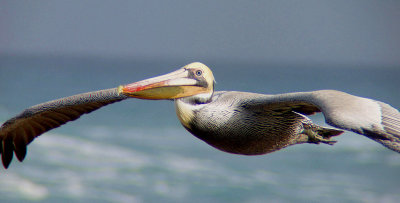 Pelicans of the Pacific