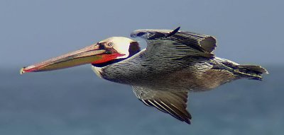 2 pelican.jpg
