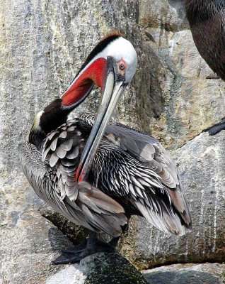 4 red necked pelican.jpg