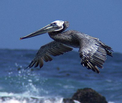 5 flying pelican 2.jpg