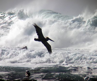 6 pelican in frot of waves seagull watching.jpg