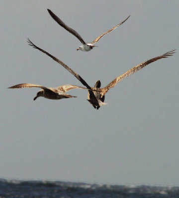 8 pelican 2 seagulls over sea.jpg