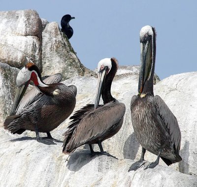ex 3 pelicans one closed eye cleaning commorant.jpg