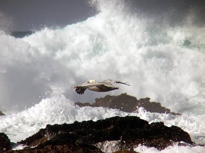 12 ex pelican over huge waves mod.jpg