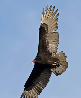 Turkey vulture_MG_5480.jpg