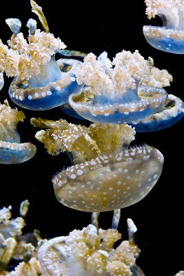 Australian spotted jellyfish _MG_9832.jpg