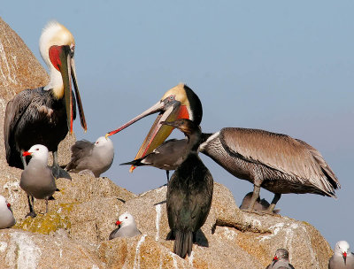 Do pelicans eat seagulls?_MG_5467.jpg