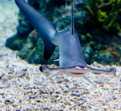 Hammerhead Shark_MG_9735.jpg
