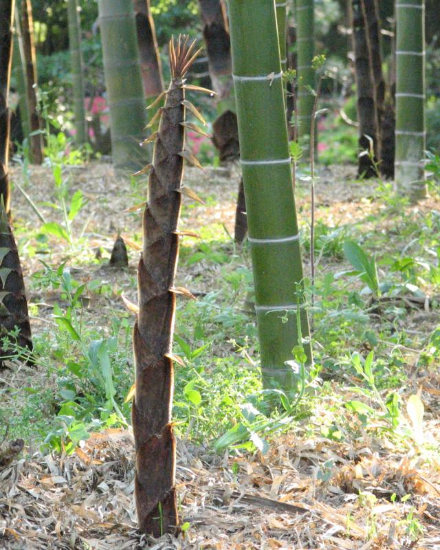 A young bamboo