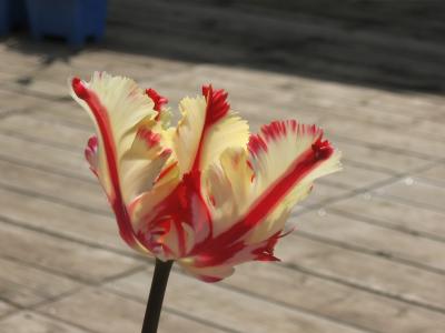 My tulip