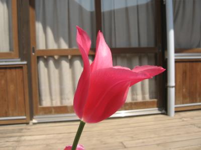 A tulip of my friend