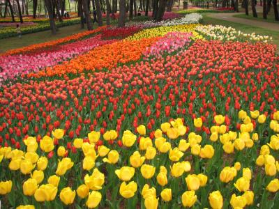 Tulips world, Hitachi Seaside Park