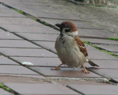 Sparrow (Passer montanus)
