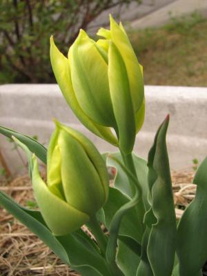 g4/16/640216/3/62186508.g5G8n4Sw.jpg