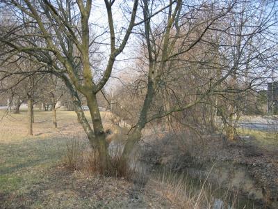 A tiny creek in Muhkuri