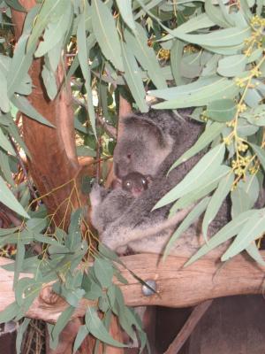 Lone Pine Koala Sanctuary 100.jpg