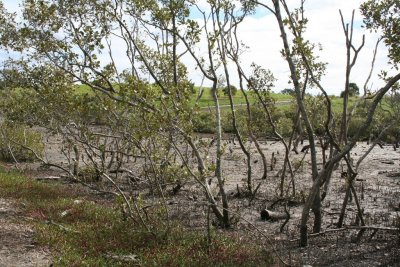Mangrove Boardwalk, Wynnum