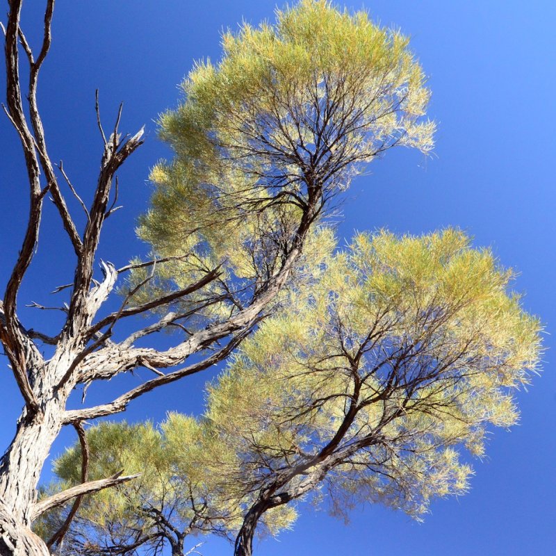Tree near Kings Canyon