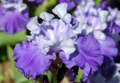 Iris