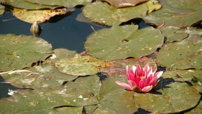 Water lilies