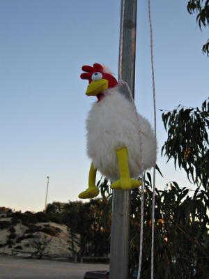 They strangled the chicken and slung him up the flagpole!!